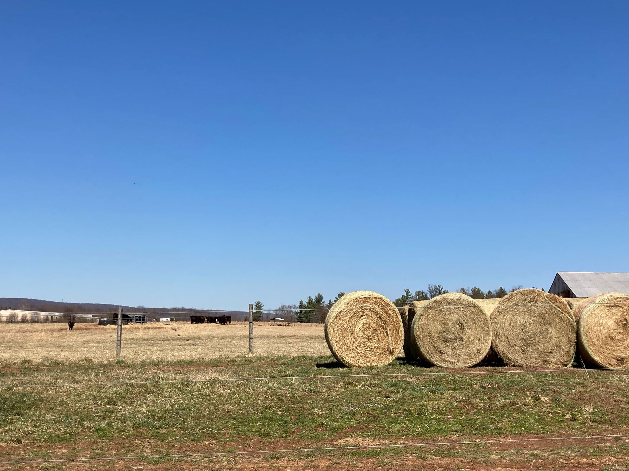 Four round bales of hay are lined up in a field.