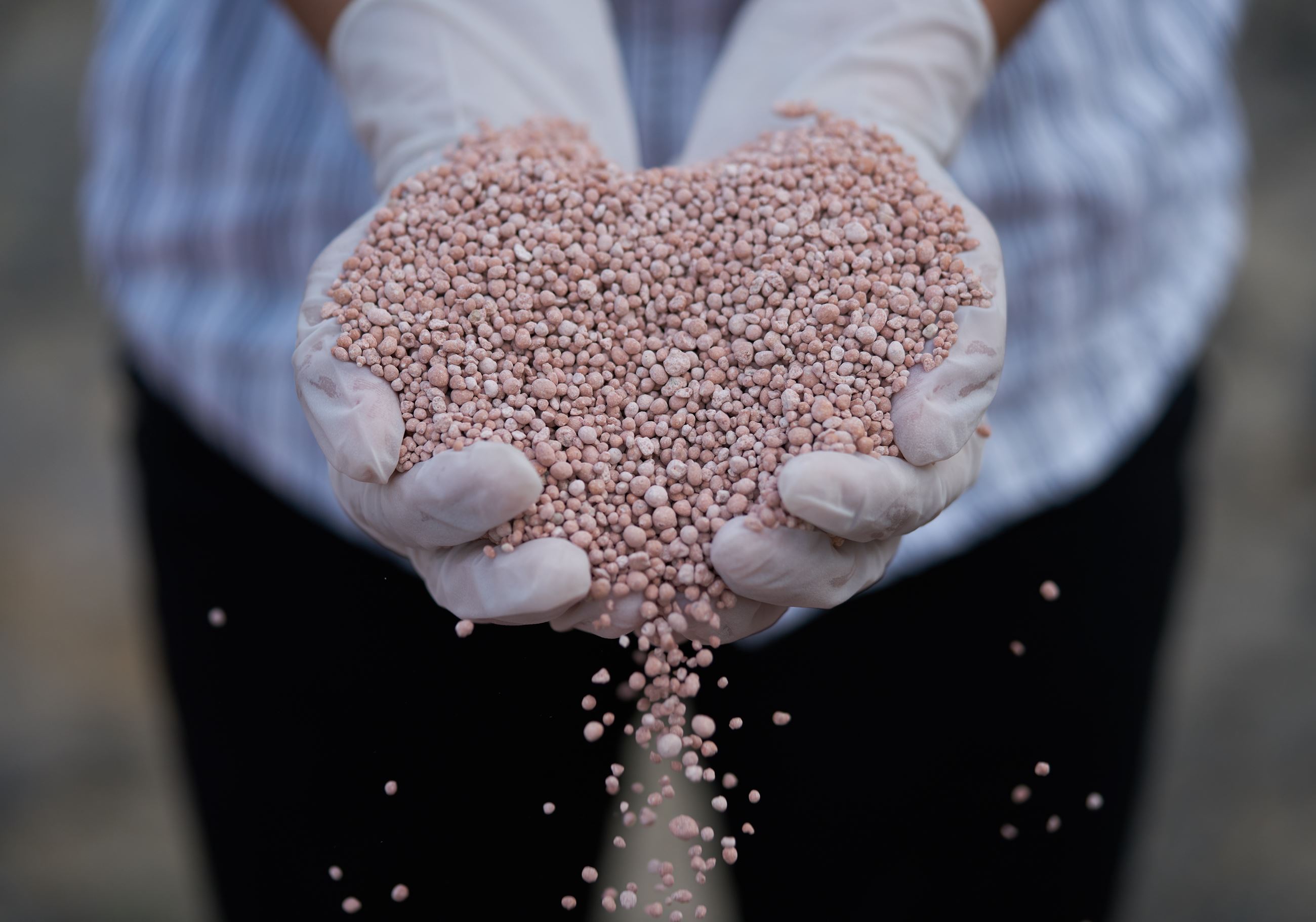 small fertilizer pellets in gloved hands