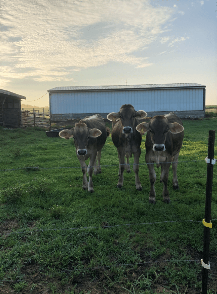 Cows stand in a field