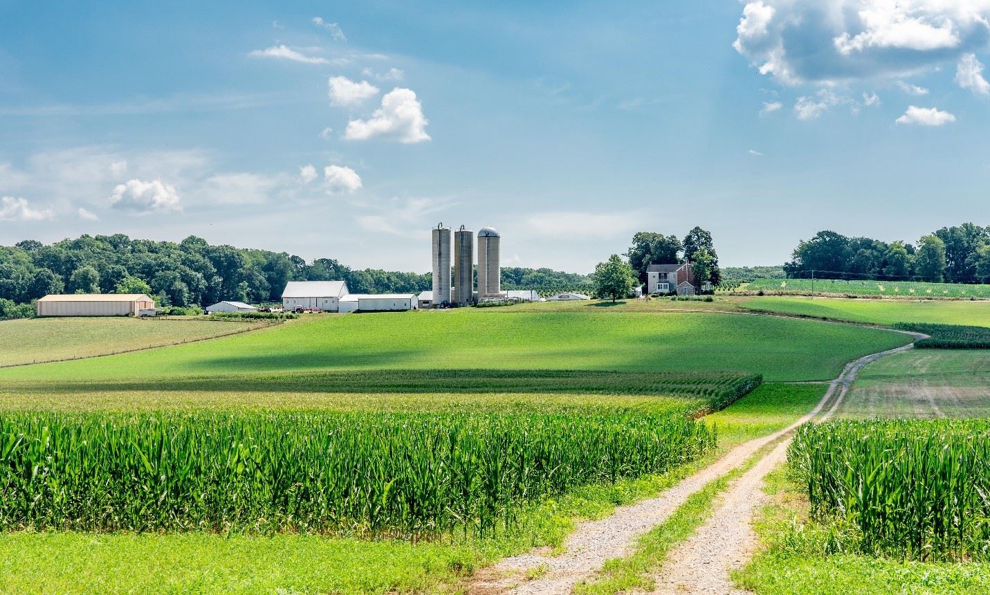 Peace and Plenty Landscape