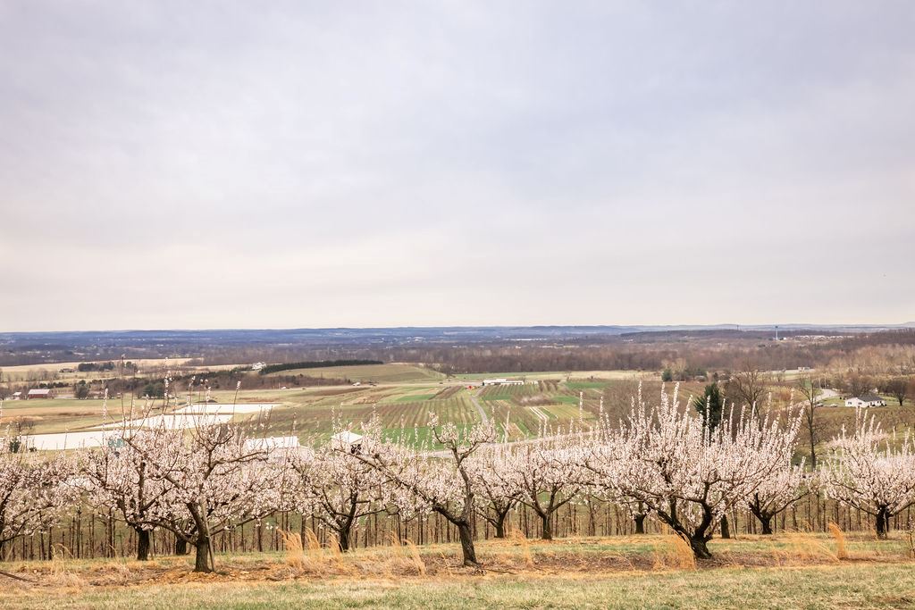An orchard of apple trees
