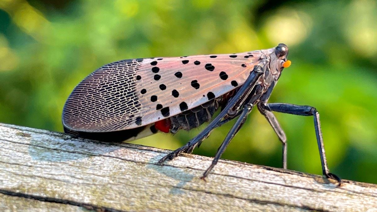 0728_lanternfly2