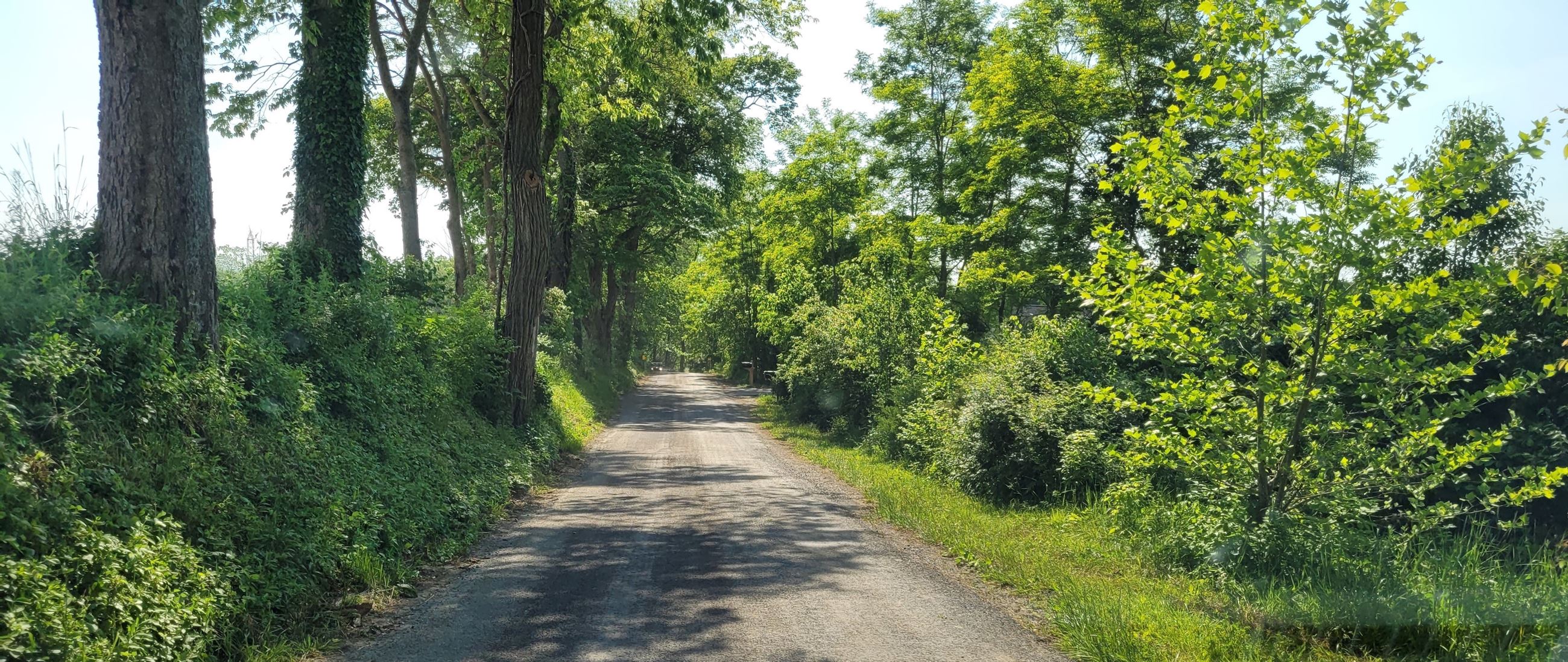 Sigler Road south of Jefferson is a designated Frederick County Rural Road. Character-defining features include a narrow road bed, gravel surface, and a mix of mature trees, shrubs, and groundcovers.