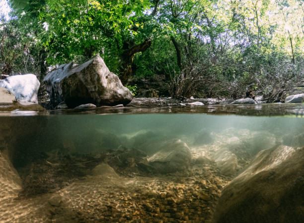An underwater view of a stream habitat