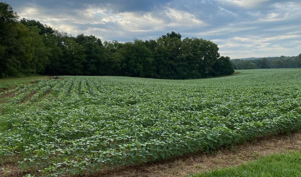 Field of crops with trees in the distance