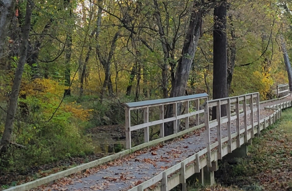 A wooden path winding through a forest.